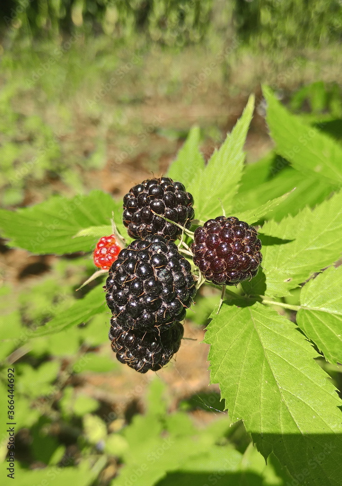blackberry on the bush blackberry on the bush