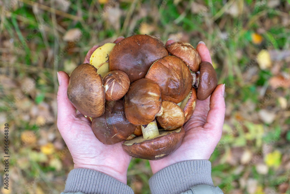 Woman holding in hands gathered butter mushrooms against autumn forest landscape. Human hands with heap of Suillus luteus edible fall mushrooms. Mushrooming concept. Woman holding in hands gathered butter mushrooms against autumn forest landscape. Human hands with heap of Suillus luteus edible fall mushrooms. Mushrooming concept.