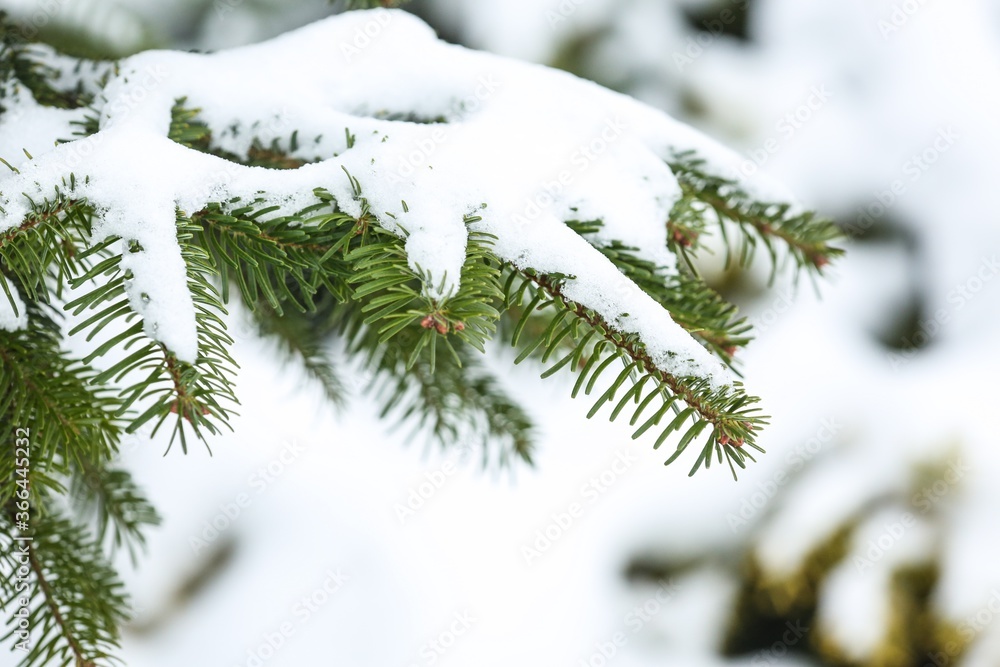 Snow covering an evergreen branch