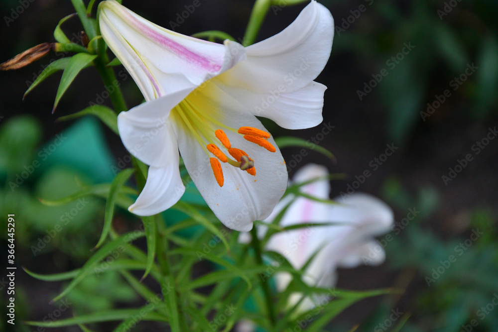 Fototapeta premium Lily (Lat. Lílium) Itis a genus of plants in the Lilley (Lat. Liliaceae) white