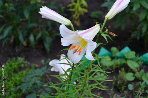 Lily (Lat. Lílium) Itis a genus of plants in the Lilley (Lat. Liliaceae) white photo