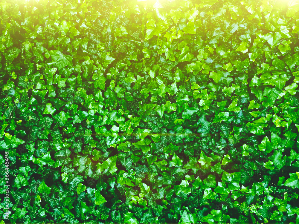 Fresh green ivy leaves as background or texture with bright morning sunlight - garden or park wall with Hedera Helix plant, city jungle concept Copyspace for your text, selective focus