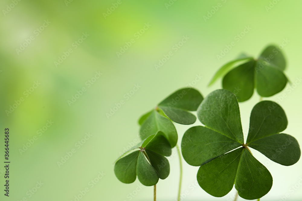 Clover leaves on blurred background, space for text. St. Patrick's Day symbol Clover leaves on blurred background, space for text. St. Patrick's Day symbol