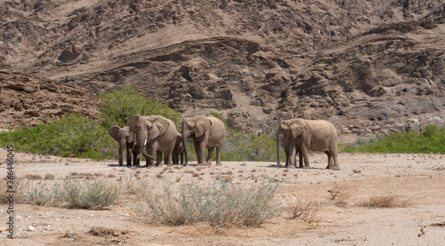 Elefanten im Etosha National Park Namibia Südafrika