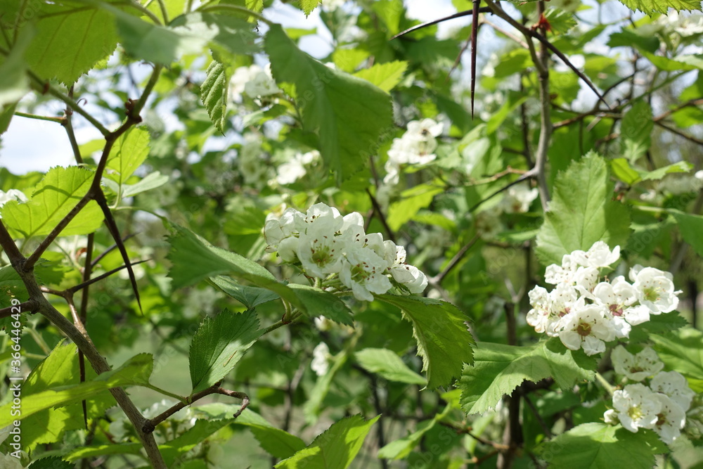 White flowers in the leafage of Crataegus submollis in May White flowers in the leafage of Crataegus submollis in May