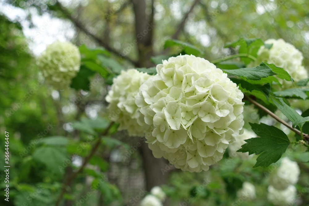 Close view of white inflorescences of Viburnum opulus sterile in May Close view of white inflorescences of Viburnum opulus sterile in May
