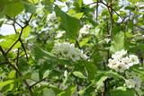 White flowers in the leafage of Crataegus submollis in May
