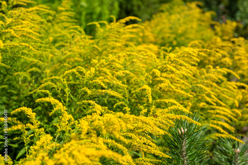 Bright yellow flowers of the solidago, commonly called goldenrods, growing on a hot summer day.