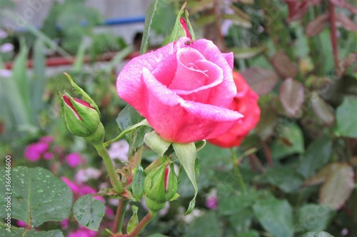 pink rose in garden