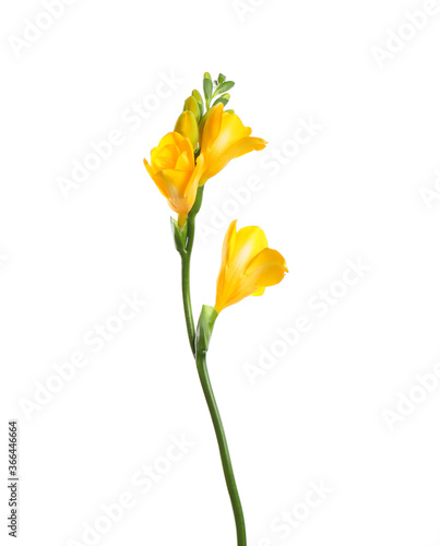 Fototapeta Naklejka Na Ścianę i Meble -  Beautiful yellow freesia flower isolated on white