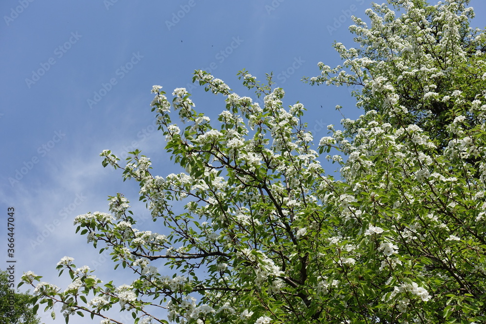 Blue sky and blossoming branches of pear tree in April Blue sky and blossoming branches of pear tree in April