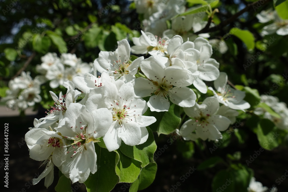 Fototapeta premium Inflorescence of pear tree in mid spring