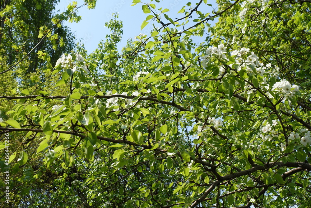 Fototapeta premium Leafage and white flowers of pear tree in April