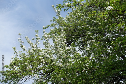 Pear tree in full bloom against blue sky in April