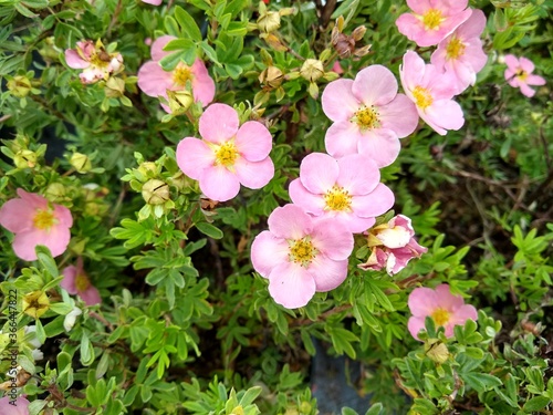 Konstfotografi Potentilla fruticosa 'Lovely Pink'