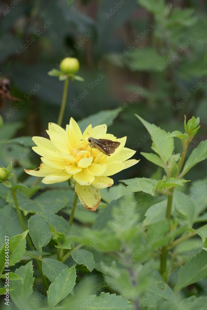 セセリチョウとダリアの花