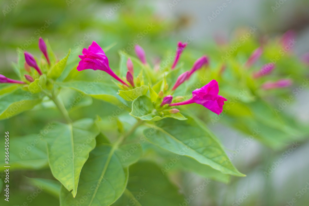 Garden flower shot in the cloudy sky Garden flower shot in the cloudy sky
