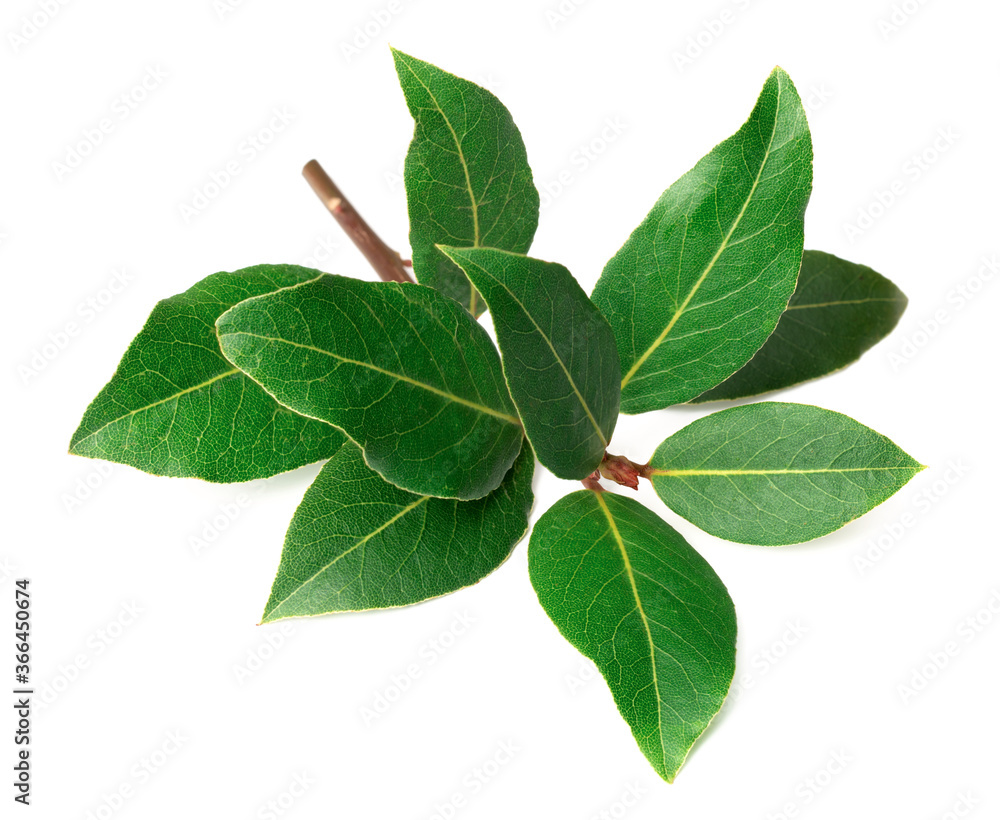 fresh bay twig isolated on the white background