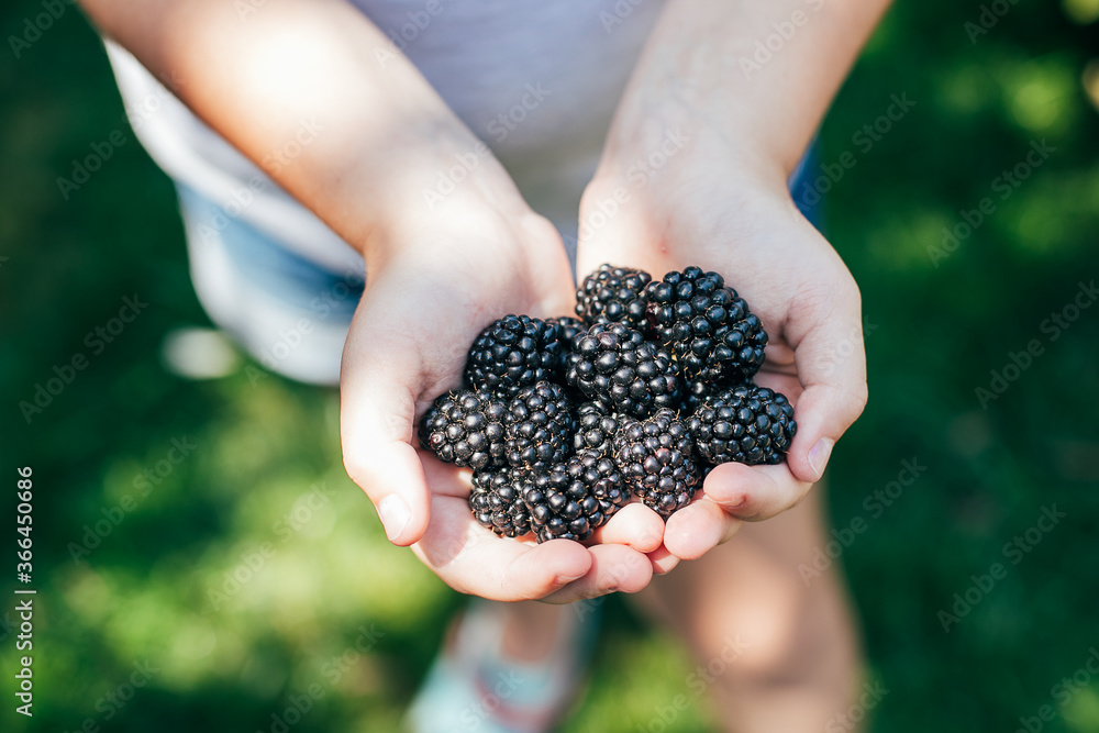 Girl Holding Freshly Picked Blackberries. Summer Berry Food Girl Holding Freshly Picked Blackberries. Summer Berry Food