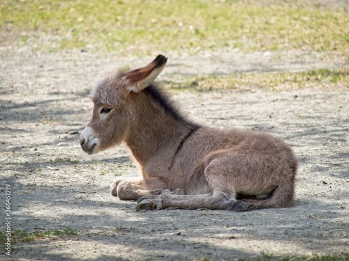 Side view on young baby donkey laying on the ground. Close-up on Equus africanus asinus.