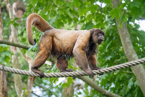 Woolly monkey on the rope. Simia lagotricha walking the hanging line. photo