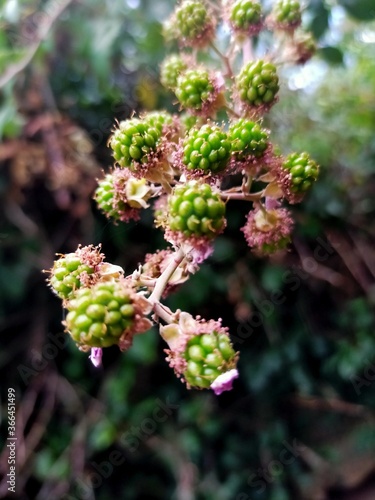 zarzamoras en flor