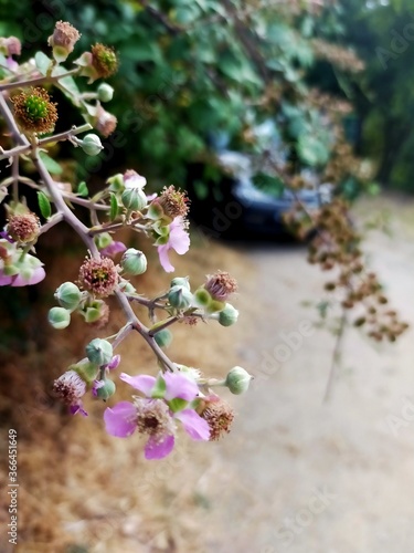 zarzamoras en flor