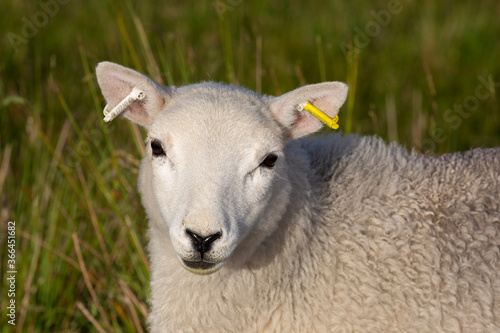 A ear tagged lamb on the hills of the Brecon Beacons in South Wales, UK.
 photo