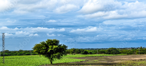 A beautiful scenery with a tree and blue sky .The green grass in a particular shape with green leaves on tree and moving clouds