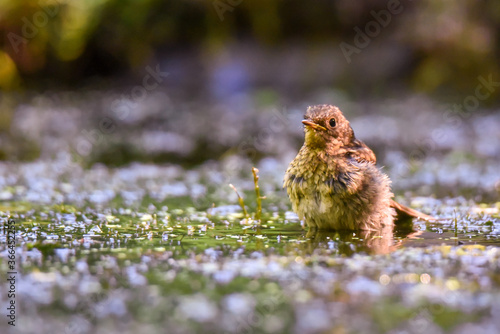 Trush taking a bath photo