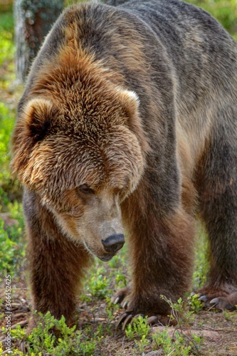 Kodiakbär - Ursus arctos