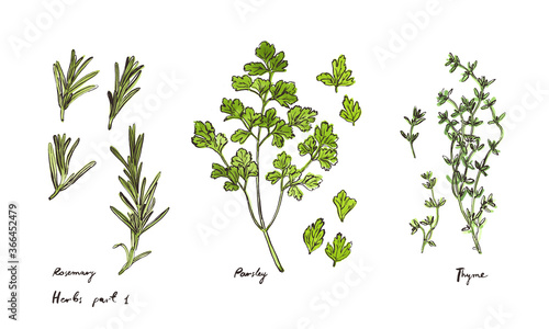 Culinary herbs, hand drawn illustrations isolated on white, part 1