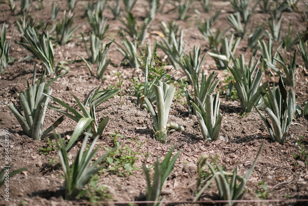 Obraz premium Pineapple tree 