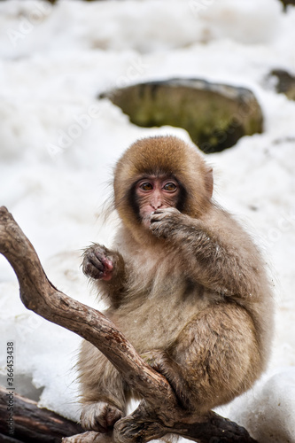 Monos de la nieve en Jigokudani park, pelaje claro,nieve de fondo,solos o de a pares © Micaela