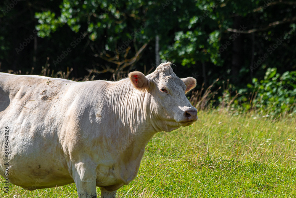 White cow grazing. Pasture in the open air White cow grazing. Pasture in the open air