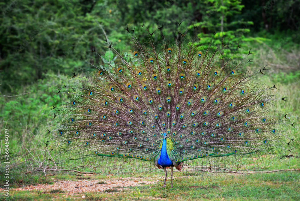 Indian Peafowl - Pavo cristatus, beatiful iconic colored bird from ...