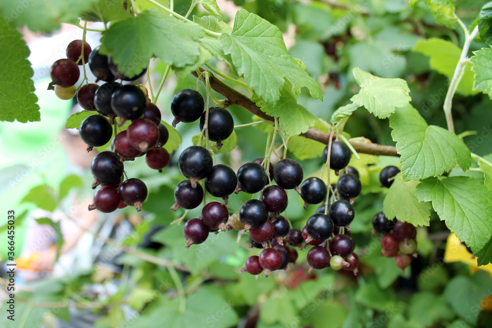 Black currant berries hang on a branch. Concept of growing berries in the garden near the house Black currant berries hang on a branch. Concept of growing berries in the garden near the house