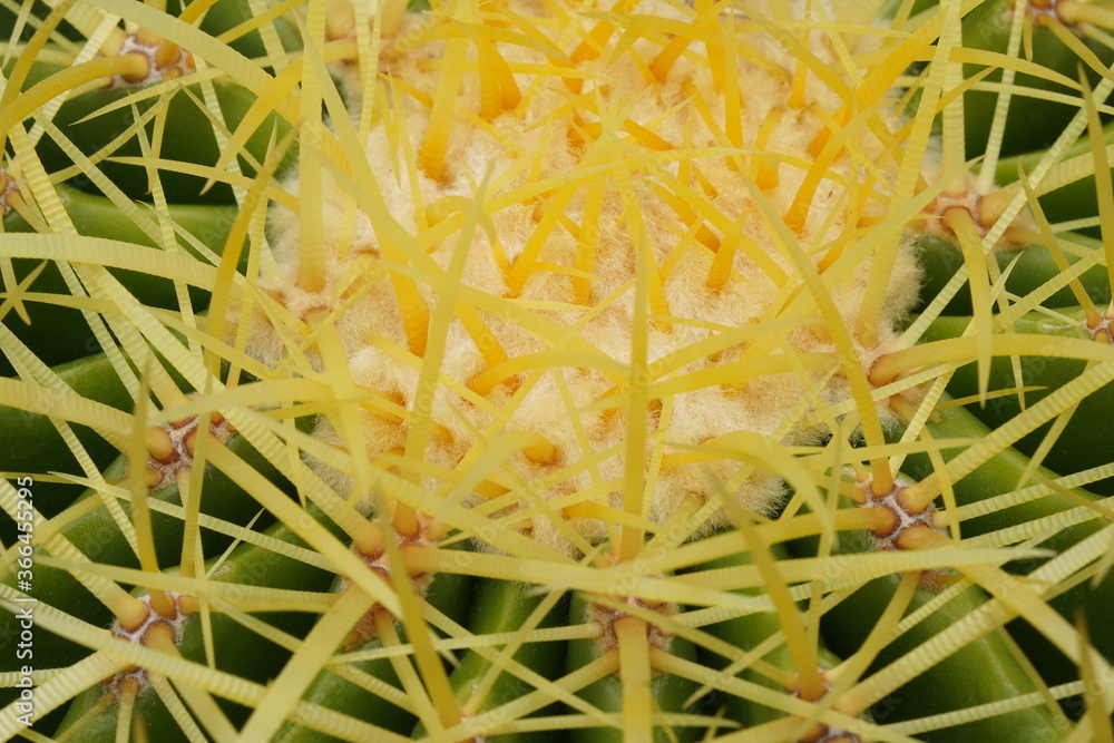 Green cactus in the Selective focus garden. Green cactus in the Selective focus garden.