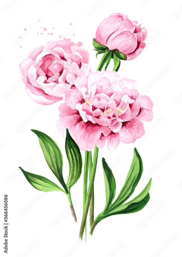 Pink peony Flowers bouquet, Hand drawn watercolor illustration isolated on white background