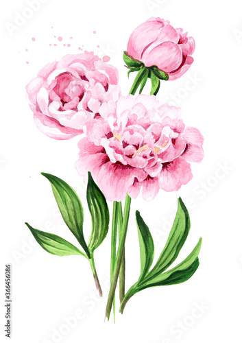 Pink peony Flowers bouquet  Hand drawn watercolor illustration isolated on white background