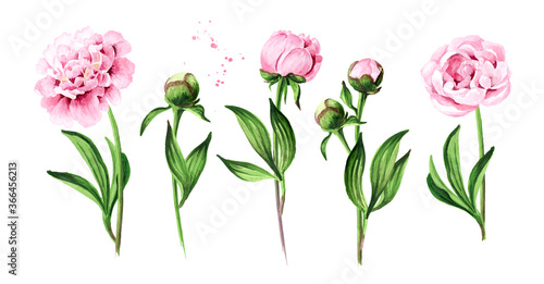 Pink peony Flowers, Hand drawn watercolor illustration isolated on white background