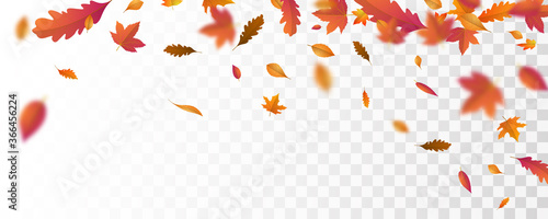 Autumn falling leaves background  Vector template.