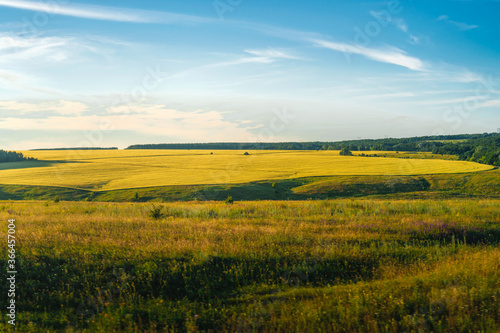 Large panoramic view of the landscape of wheat fields  ears and yellow-green hills  mountain view with lakes