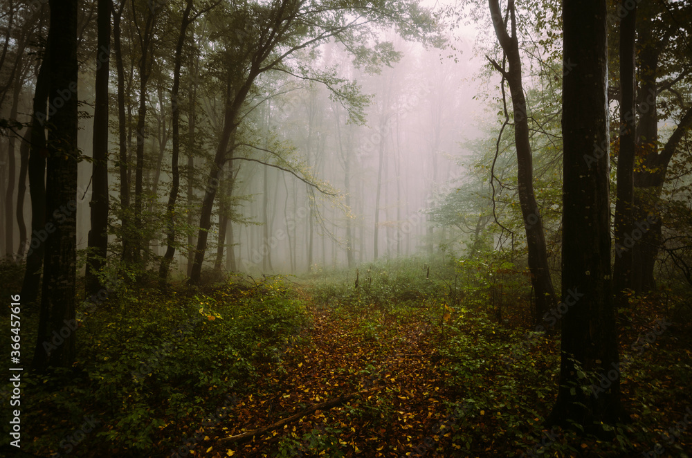 rainy autumn day with fog in the forest