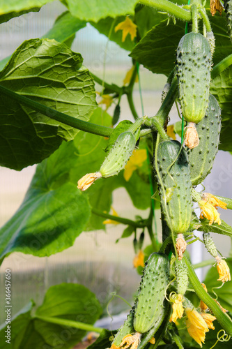 Young plant cucumber with yellow flowers. Texture pattern juicy fresh cucumber close-up macro on a background of leaves. Green growing vegetable in field for harvesting on a branch in a greenhouse. 