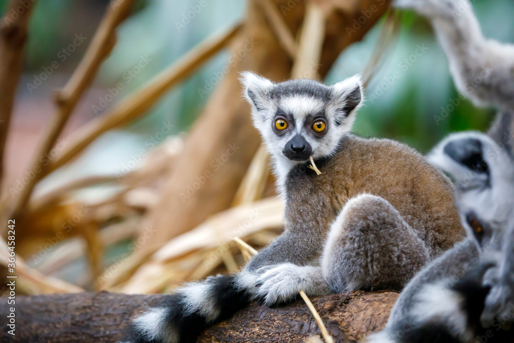 Obraz premium Ring Tailed Lemur (lemur catta)