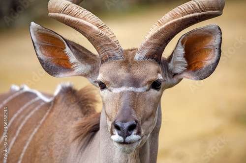 greater kudu (Tragelaphus strepsiceros)  on the blurred background photo