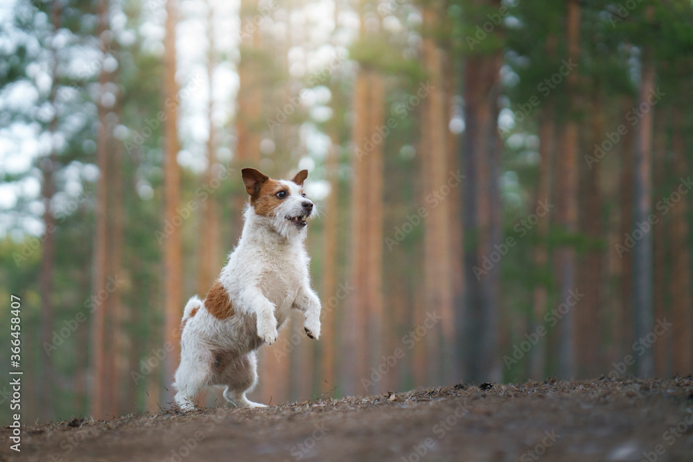 Fototapeta premium dog runs in a pine forest. little active jack russell in nature