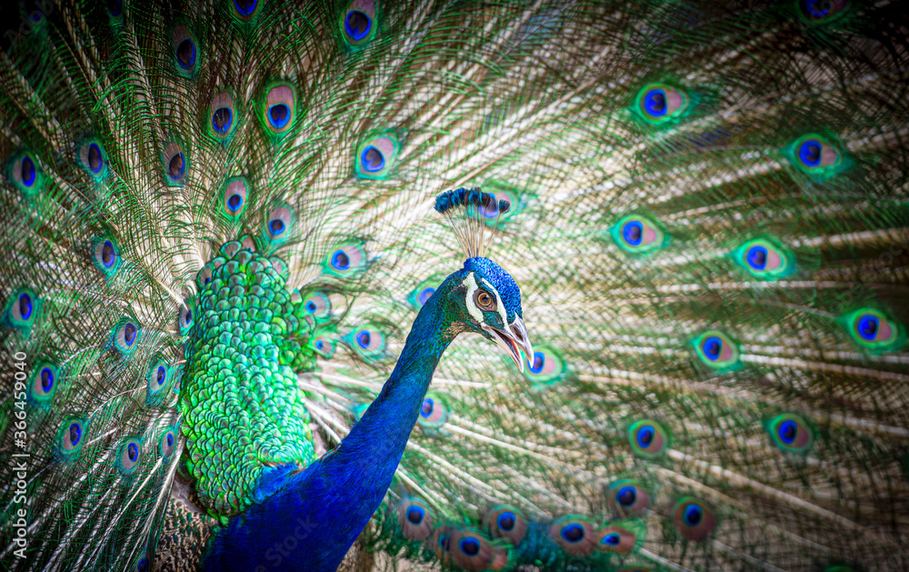 Fototapeta premium Closeup of beautiful peacock with feather out, spread tail feathers