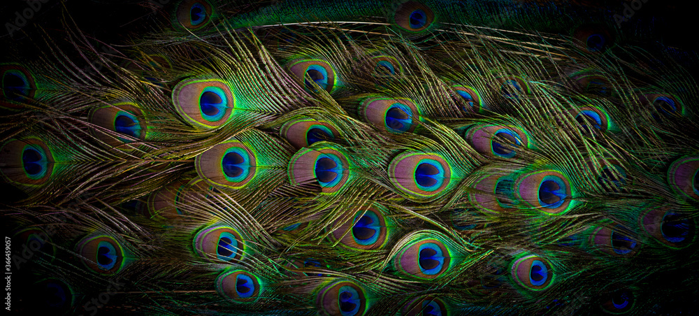 Obraz premium Peacock tail feathers for background and texture material